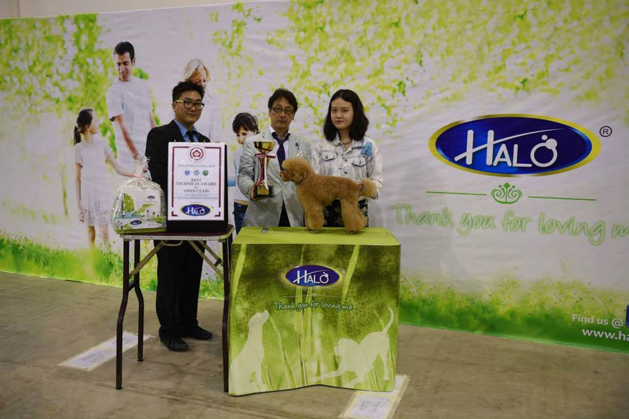 8th Singapore Kennel Club (SKC) Grooming Examination, 17th August 2014