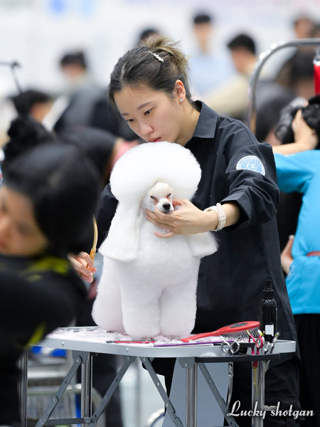 FCI World Grooming Competition in Suwon, Korea