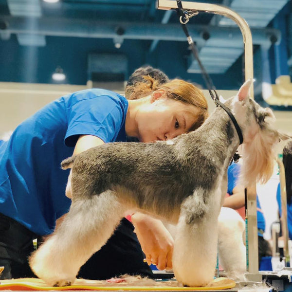 1st Supergroom Barkleigh Examination and Competition, 28th June 2019